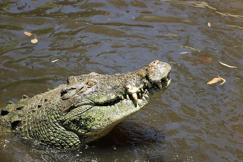 Virtual Interactive Australian Wildlife Tour With Private Guide-Wildlife Habitat - Accommodation Coffs Harbour 2