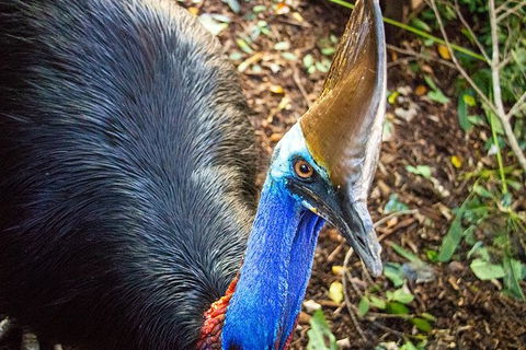 Virtual Interactive Australian Wildlife Tour With Private Guide-Wildlife Habitat - Accommodation Coffs Harbour 5