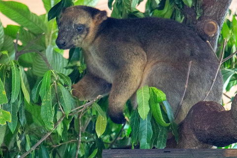 Virtual Interactive Australian Wildlife Tour With Private Guide-Wildlife Habitat - Accommodation Coffs Harbour 1