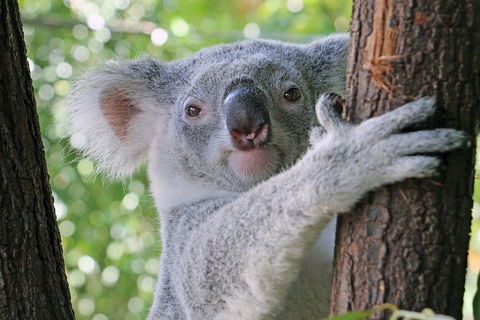 Virtual Interactive Australian Wildlife Tour With Private Guide-Wildlife Habitat - Accommodation Coffs Harbour 0