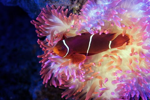 Cairns Aquarium Tour By Twilight With Drink And Appetiser - Accommodation Coffs Harbour 2