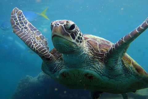 2 Night Whitsunday Islands Cruise On Atlantic Clipper From Airlie Beach - Accommodation Coffs Harbour 6