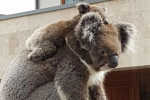 Adelaide Shore Excursion: Adelaide City Tour By Private Limo - Accommodation Coffs Harbour 2