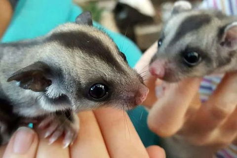 Adelaide Cultural Safari - Private Charters - Accommodation Coffs Harbour 0