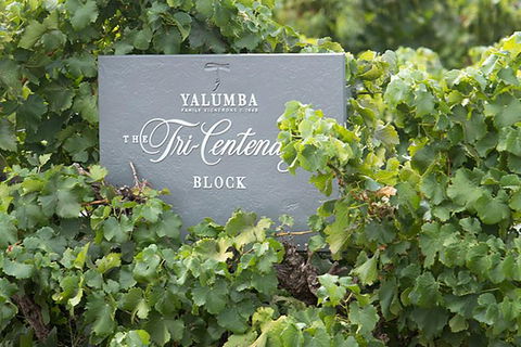 Yalumba Nursery & Grenache Discovery Tour + Platter Lunch - Accommodation Coffs Harbour 0