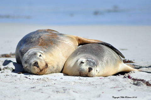 NEW TOUR - Kangaroo Island Road To Recovery Tour (1 Day/1 Night) - Accommodation Coffs Harbour 3