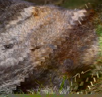 Cradle Mountain Wildlife Spotting after Dark - Accommodation Coffs Harbour