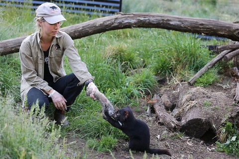After Dark Tasmanian Devil Feeding Tour At Cradle Mountain - Accommodation Coffs Harbour 3