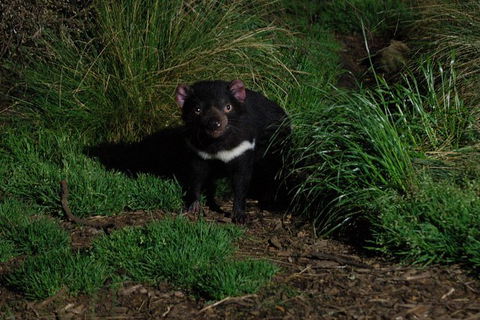 After Dark Tasmanian Devil Feeding Tour At Cradle Mountain - Accommodation Coffs Harbour 1