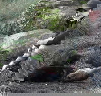 After Dark Tasmanian Devil Feeding Tour at Cradle Mountain - Accommodation Coffs Harbour