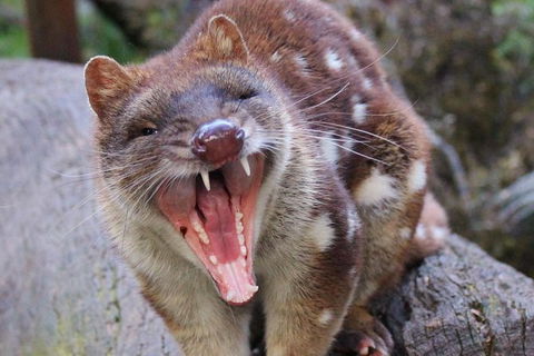 After Dark Tasmanian Devil Feeding Tour At Cradle Mountain - Accommodation Coffs Harbour 4