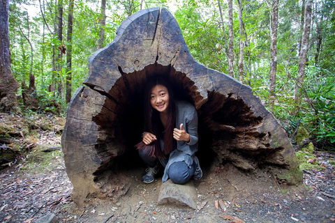 Tahune Airwalk Active Day Trip From Hobart Including Hastings Caves - Accommodation Coffs Harbour 5
