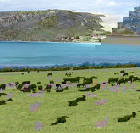 Cruise Ship Excursion Stanley - Accommodation Coffs Harbour