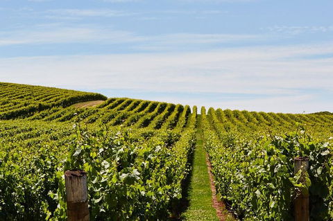 Launceston Wine & Sightseeing Tours - Accommodation Coffs Harbour 3