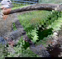 1-Hour Tasmanian Devil Feeding Day Tour at Cradle Mountain - Accommodation Coffs Harbour