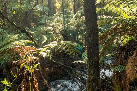Hiking Tour To Aqueduct And Warburton Valley Lookout - Accommodation Coffs Harbour 3