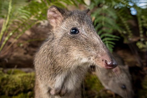 Walk With Wildlife: Guided Tour In Great Ocean Road - Accommodation Coffs Harbour 1