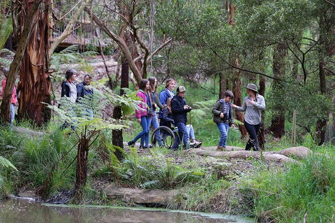 Walk With Wildlife: Guided Tour In Great Ocean Road - Accommodation Coffs Harbour 4
