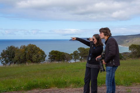 Walk With Wildlife: Guided Tour In Great Ocean Road - Accommodation Coffs Harbour 5