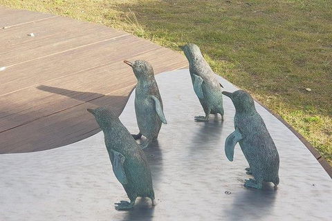Phillip Island Penguin And Wildlife Tour - Accommodation Coffs Harbour 14