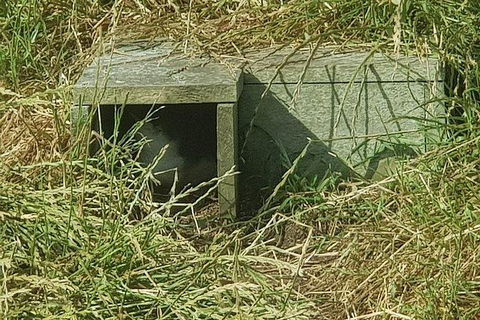 Phillip Island Penguin And Wildlife Tour - Accommodation Coffs Harbour 11