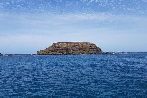 Phillip Island Penguin And Wildlife Tour - Accommodation Coffs Harbour 17