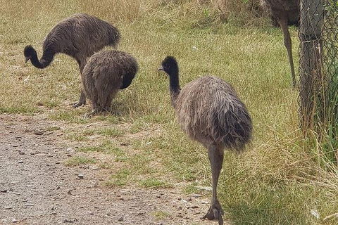 Phillip Island Penguin And Wildlife Tour - Accommodation Coffs Harbour 32