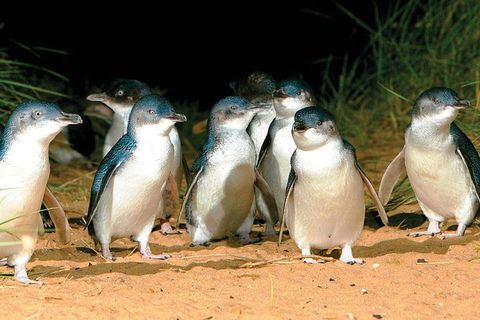 Phillip Island Penguin And Wildlife Tour - Accommodation Coffs Harbour 0