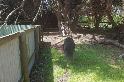 Phillip Island Penguin And Wildlife Tour - Accommodation Coffs Harbour 5