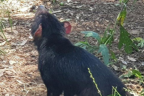 Phillip Island Penguin And Wildlife Tour - Accommodation Coffs Harbour 26