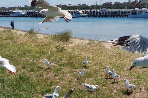 Phillip Island Penguin And Wildlife Tour - Accommodation Coffs Harbour 1