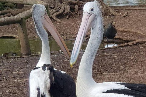 Phillip Island Penguin And Wildlife Tour - Accommodation Coffs Harbour 6