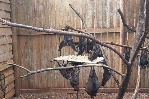 Phillip Island Penguin And Wildlife Tour - Accommodation Coffs Harbour 31