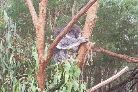 Phillip Island Penguin And Wildlife Tour - Accommodation Coffs Harbour 16