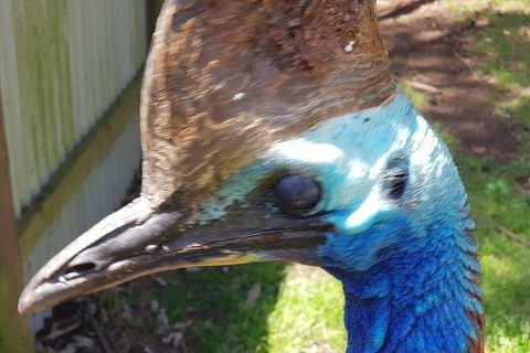 Phillip Island Penguin And Wildlife Tour - Accommodation Coffs Harbour 19