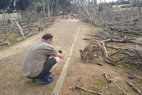 Phillip Island Penguin And Wildlife Tour - Accommodation Coffs Harbour 30