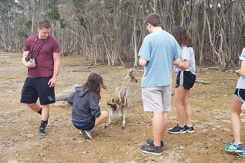 Phillip Island Penguin And Wildlife Tour - Accommodation Coffs Harbour 3