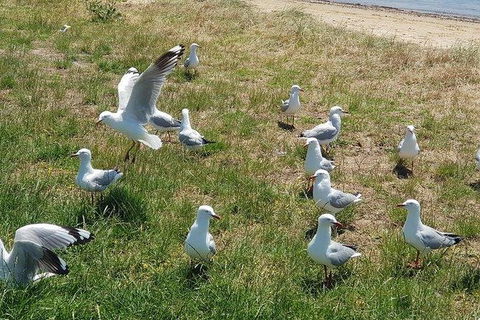 Phillip Island Penguin And Wildlife Tour - Accommodation Coffs Harbour 9