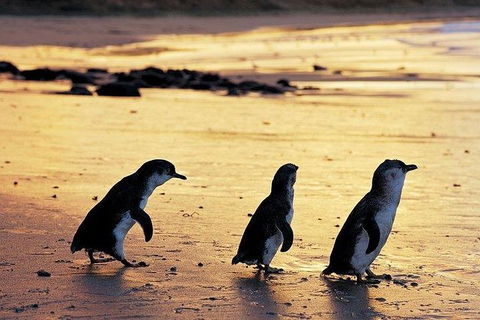 Phillip Island Penguin And Wildlife Tour - Accommodation Coffs Harbour 13