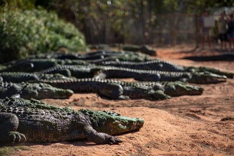 Malcolm Douglas Crocodile Park - Accommodation Coffs Harbour 8
