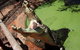 Malcolm Douglas Crocodile Park - thumb 10