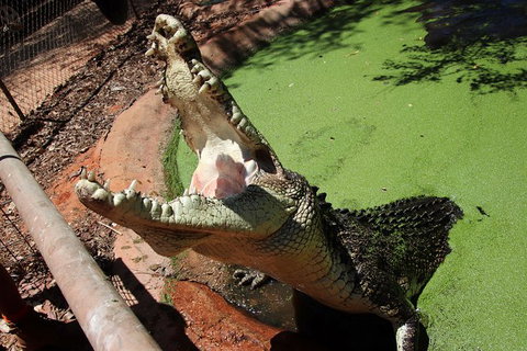 Malcolm Douglas Crocodile Park - Accommodation Coffs Harbour 10