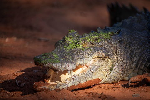 Malcolm Douglas Crocodile Park - Accommodation Coffs Harbour 11