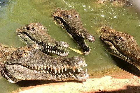 Malcolm Douglas Crocodile Park - Accommodation Coffs Harbour 5