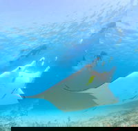 Marine Eco Safari - Swim with Manta Rays - Accommodation Coffs Harbour