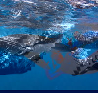 Whale Shark Safari - Accommodation Coffs Harbour