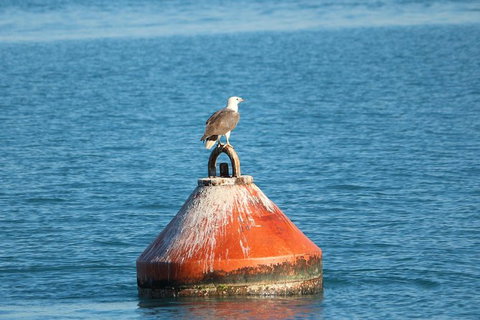 Roebuck Bay Snubfin Dolphin Cruise - Accommodation Coffs Harbour 5