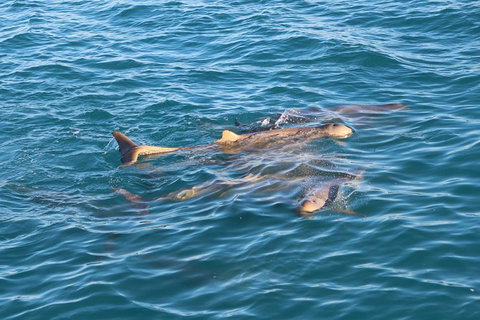 Roebuck Bay Snubfin Dolphin Cruise - Accommodation Coffs Harbour 2
