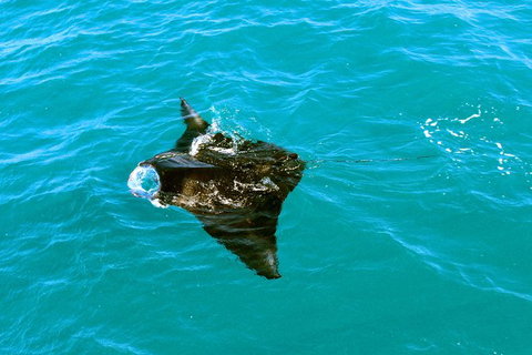 Roebuck Bay Snubfin Dolphin Cruise - Accommodation Coffs Harbour 3