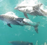 Roebuck Bay Snubfin Dolphin Cruise - Accommodation Coffs Harbour